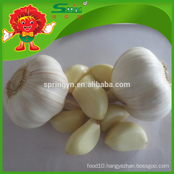 Wholesale Pure White Garlic best chinese garlic